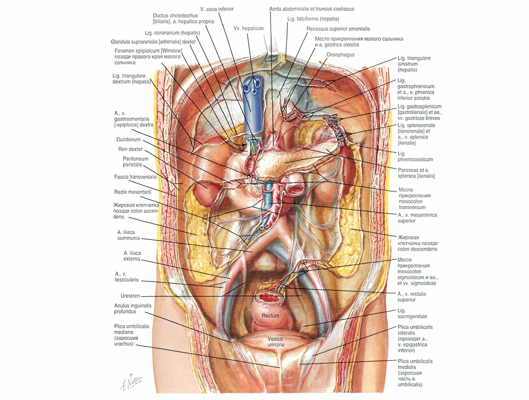 Анатомия фото