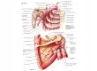 Arteria axillaris    
