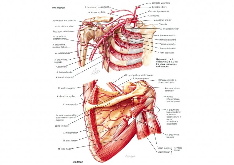 Arteria axillaris    