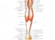 Мышцы голени - задняя группа мышц