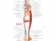 Мышцы голени - задняя группа мышц