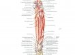 Мышцы голени - задняя группа - глубокие слои