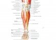 Мышцы голени - передняя группа мышц