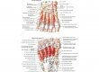 Мыщцы и глубокие артерии стопы