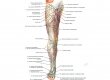 Нервы и вены нижней конечности
