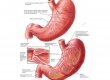 Мышечная оболочка желудка