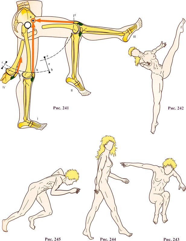 Физиологические функции прямой мышцы бедра