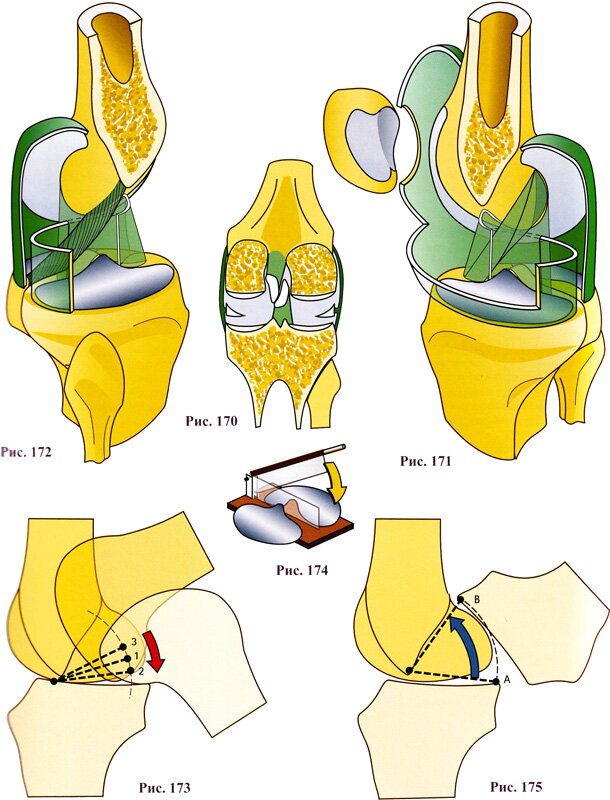Взаимоотношения между суставной капсулой и крестообразными связками коленного сустава