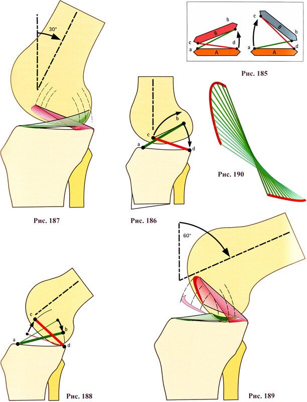 Механическая роль крестообразных связок коленного сустава