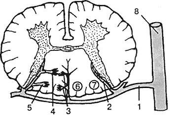 Артериальное кровообращение задних канатиков спинного мозга
