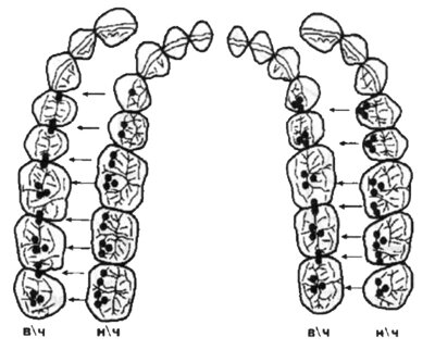 Точки смыкания при идеальной окклюзии ортогнатического прикуса: двух- и трехточечные контакты на опорных буграх зубов нижней челюсти и противостоящих им антагонистах