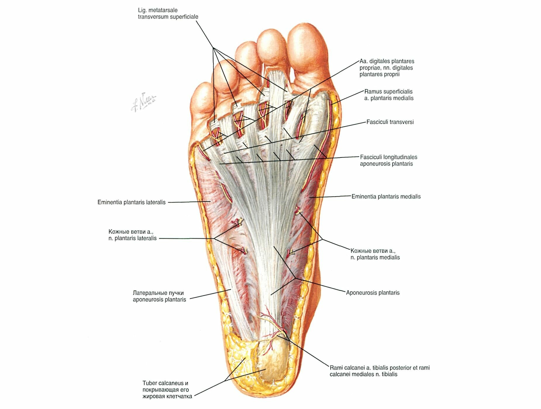 Кости подошвы. Анатомия стопы человека мышцы и связки. Мышцы подошвы стопы анатомия. Мышцы ступни человека анатомия. Мышцы стопы подошвенная сторона.