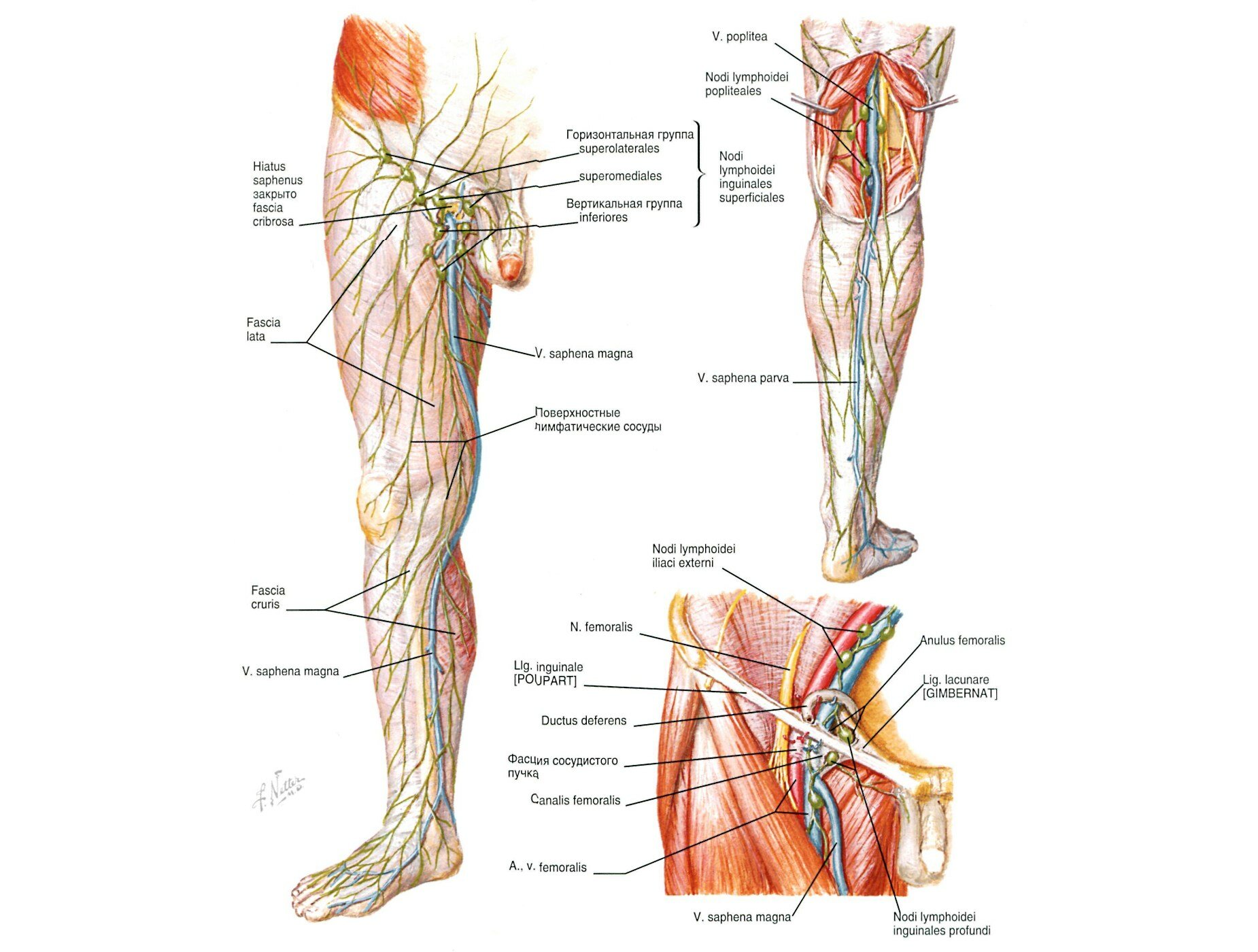 Лимфатические сосуды конечностей. Лимфатическая система нижних конечностей человека анатомия. Лимфатические узлы нижних конечностей схема. Лимфатические сосуды нижних конечностей анатомия. Лимфатические узлы нижней конечности анатомия.