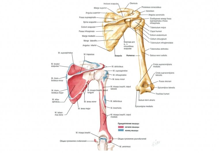 Плечевая кость латынь. Лопатка и ключица анатомия. Плечо ключица лопатка анатомия. Ключица лопатка анатомия Синельников. Строение лопатки и ключицы.