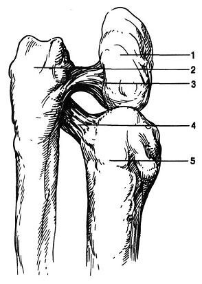 Изображение - Хирургическая анатомия суставов стопы stopa1.2_